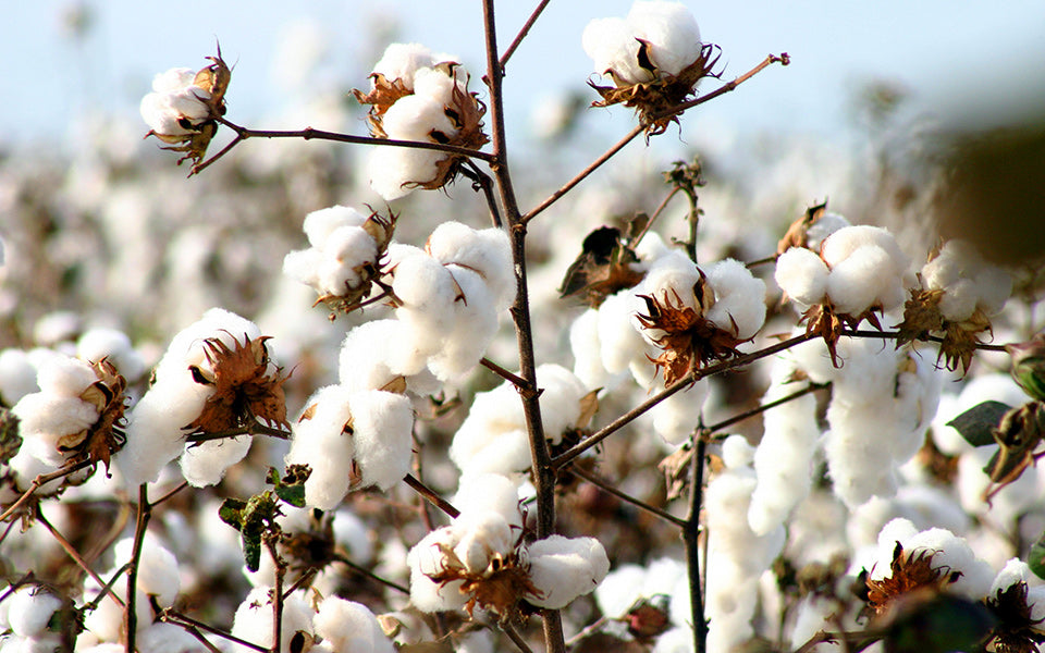Egyptian Cotton Bolls