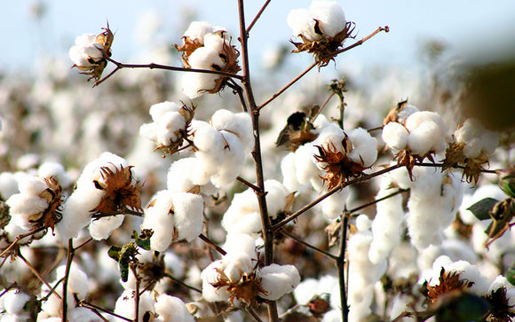 Egyptian Cotton Bolls